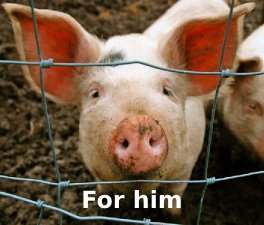 face of a pig with mention 'for him'